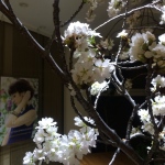 ［店内インテリア］桜！