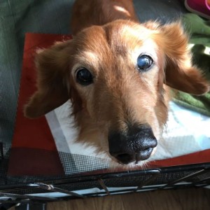 実家にいるミニチュアダックス