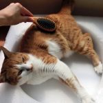 【QandA】抜け毛がいつもの倍以上、これって大丈夫？