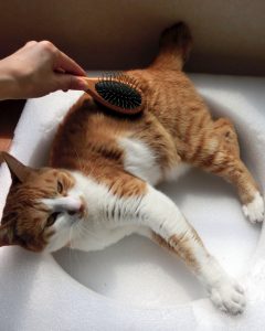 【QandA】抜け毛がいつもの倍以上、これって大丈夫？