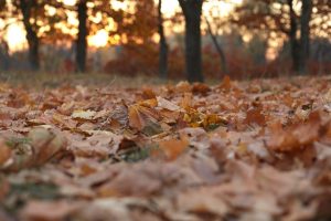 【QandA】最近よく聞くフルボ酸ってなんですか？