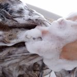 【QandA】シャンプーは泡立つ方がいいんですか?