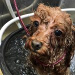 【QandA】髪の毛が濡れていると色が違って見えます。なぜですか？