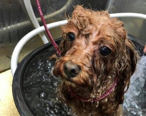 【QandA】髪の毛が濡れていると色が違って見えます。なぜですか？