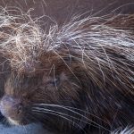 【アホ毛対策】髪の毛のクセが原因の場合