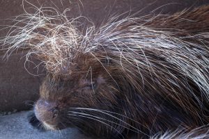 【アホ毛対策】髪の毛のクセが原因の場合